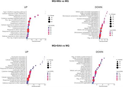 The functional response of human monocyte-derived macrophages to serum amyloid A and Mycobacterium tuberculosis infection